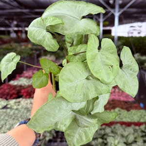 May include: A close-up of a Syngonium podophyllum plant, also known as an arrowhead plant, with large, light green leaves. The leaves have a unique arrowhead shape and a textured surface. The plant is in a black pot, and the background is blurred.