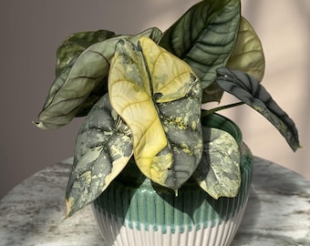 May include: A potted Alocasia plant with large, textured leaves in shades of green and yellow. The plant is in a decorative ceramic pot with a green and white striped design. The pot sits on a marble-like surface.