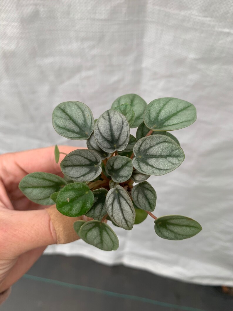TheGreenEscape Peperomia Little Toscani - Thumbnail 5