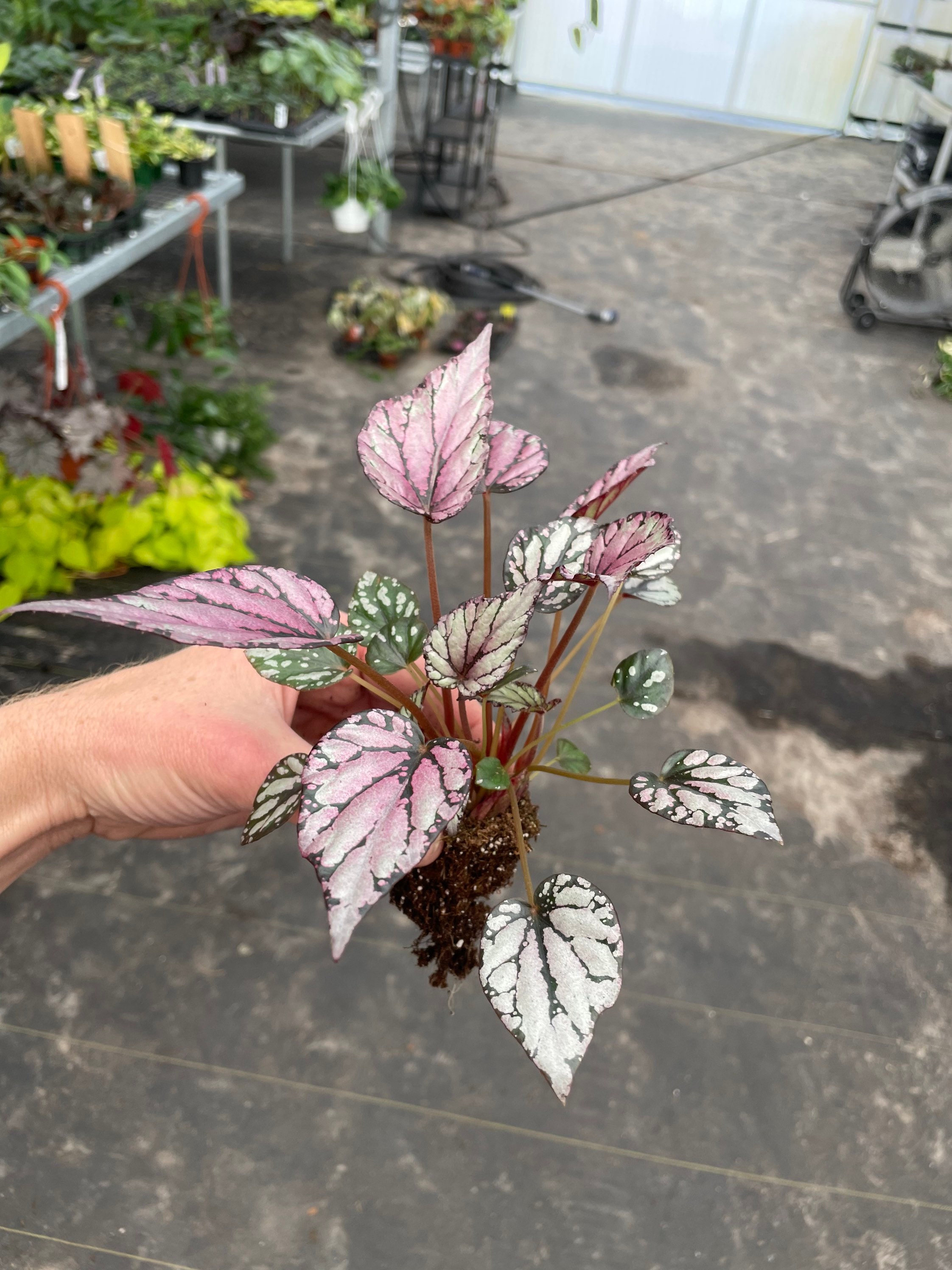 Hugh Mclaughlin Begonia Starter Plant (ALL STARTER PLANTS Require