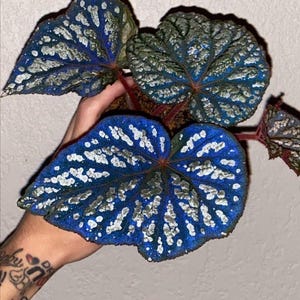 Iridescent blue Begonia Betsy starter plant (ALL PLANTS require you to purchase 2 plants!)