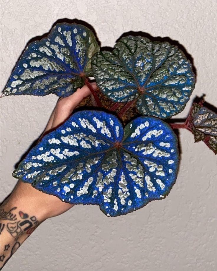 Iridescent blue Begonia Betsy starter plant (ALL PLANTS require you to purchase 2 plants!)