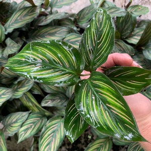 Calathea Beauty Star Starter Plant (ALL STARTER PLANTS require you to purchase 2 plants!)