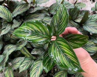 Calathea Beauty Star Starter Plant (ALL STARTER PLANTS require you to purchase 2 plants!)