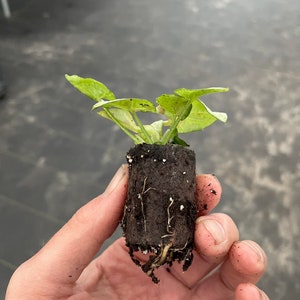 K&ouml;nnte beinhalten: Eine kleine gr&uuml;ne Pflanze mit Wurzeln, die aus einem braunen Erdstopfen wachsen. Die Pflanze wird in einer Hand gehalten.