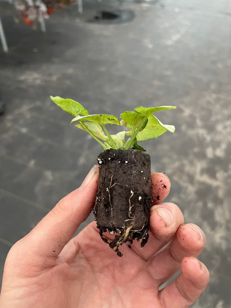 K&ouml;nnte beinhalten: Eine kleine gr&uuml;ne Pflanze mit Wurzeln, die aus einem braunen Erdstopfen wachsen. Die Pflanze wird in einer Hand gehalten.