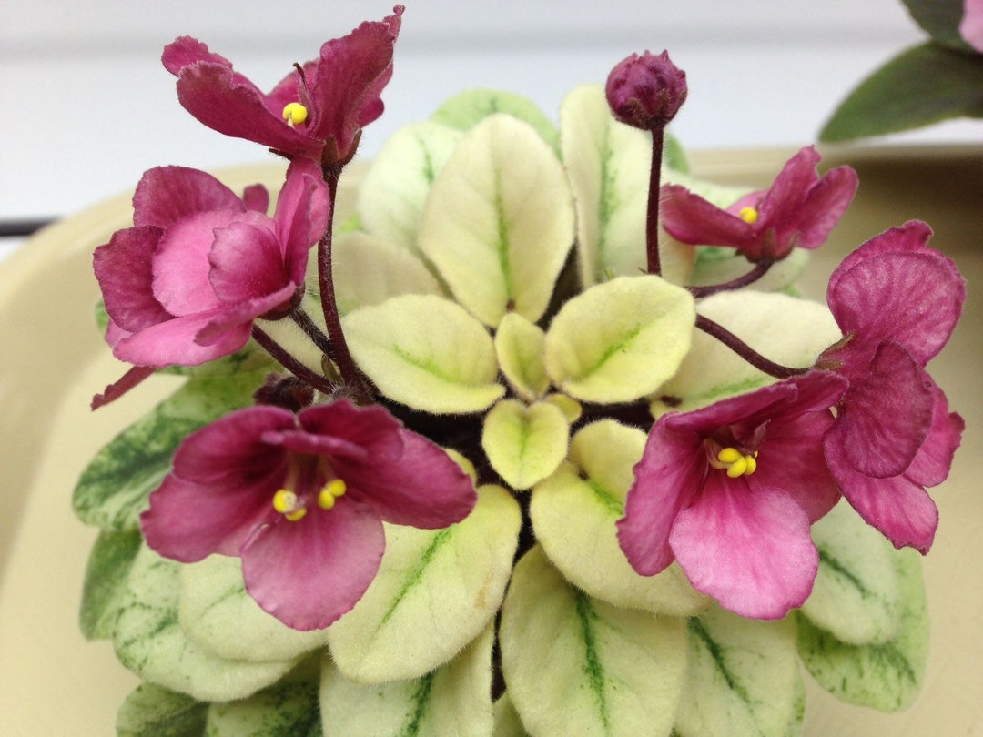 Sunny Salmon African Violet Starter Plant ALL PLANTS Require You to