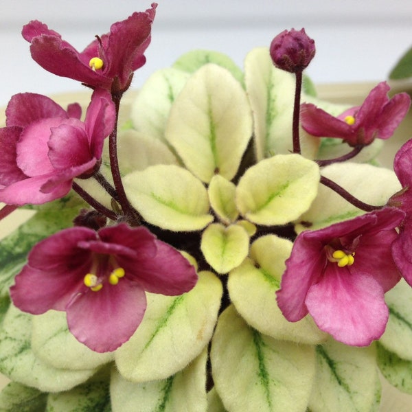 Sunny salmon african violet starter plant (ALL PLANTS require you to purchase 2 plants!)