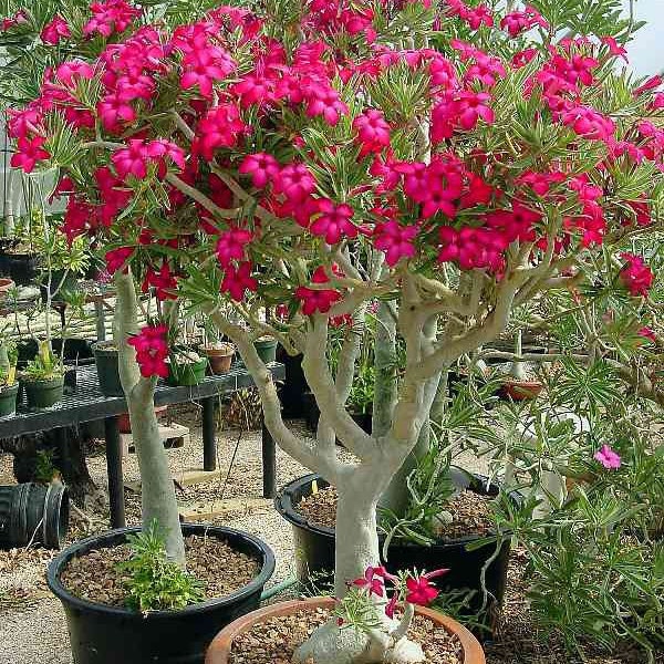 Desert rose red aka adenium Obesum Starter Plant (ALL STARTER PLANTS require you to purchase 2 plants!)