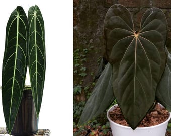 その他観葉植物 Anthurium subsignatum 中国アンスリウム Subsignatum 価格 - バルクアンスリウム