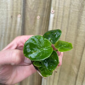 Pu&ograve; includere: Una piccola pianta verde con foglie rotonde e lucide. La pianta &egrave; tenuta in una mano.