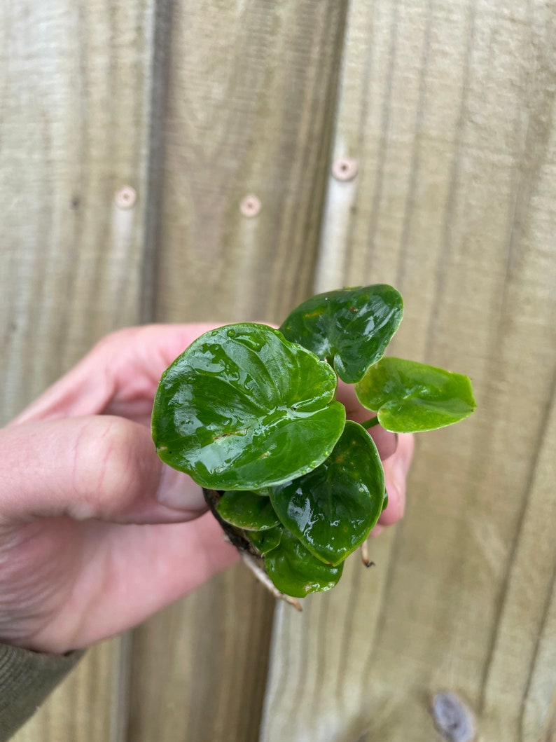Pu&ograve; includere: Una piccola pianta verde con foglie rotonde e lucide. La pianta &egrave; tenuta in una mano.