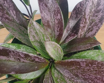 Hoya Pubicalyx royal Hawaiian purple splash Starter Plant (ALL STARTER PLANTS require you to purchase 2 plants!)