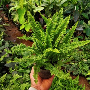 Fluffy ruffles fern Starter Plant (ALL STARTER PLANTS require you to purchase 2 plants!)