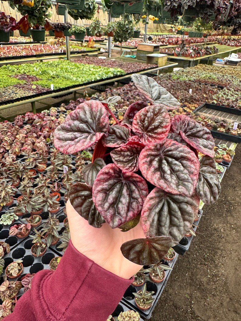 Peperomia abricos 4pot ALL PLANTS require you to purchase 2 plants image 4