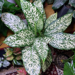 May include: A white and green variegated houseplant with large, oval-shaped leaves. The plant is potted and sitting on a patterned rug.