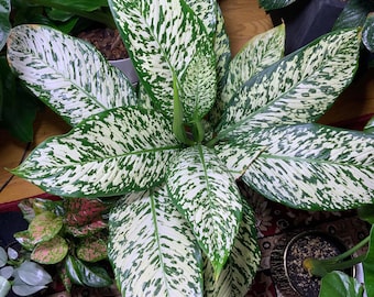 Dieffenbachia Blizzard “white etna” Starter Plant (ALL STARTER PLANTS require you to purchase 2 plants!)