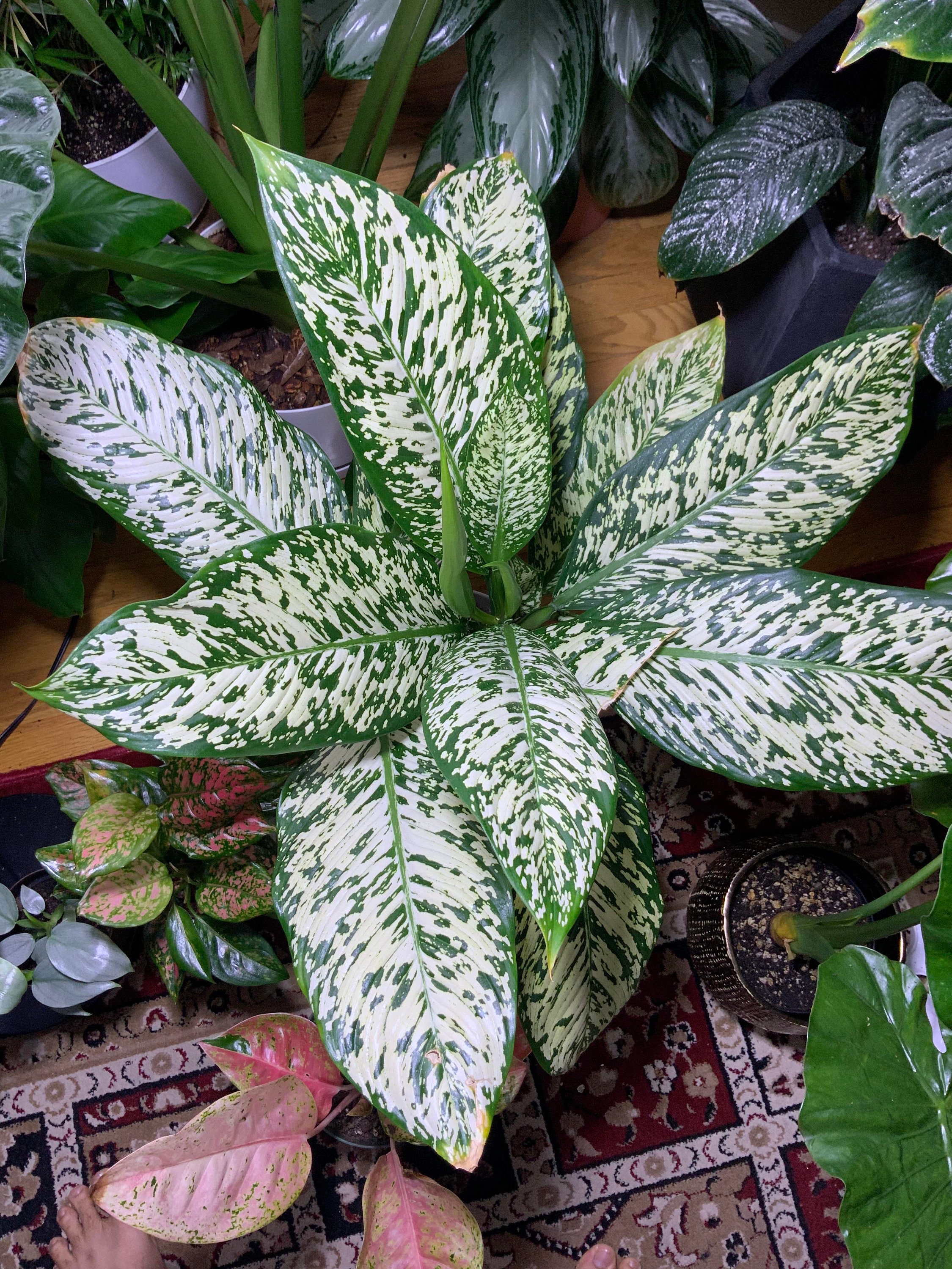 Dieffenbachia Blizzard “white Etna” Starter Plant (ALL STARTER