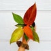 Philodendron red sun Starter Plant (ALL STARTER PLANTS require you to purchase 2 plants!) 