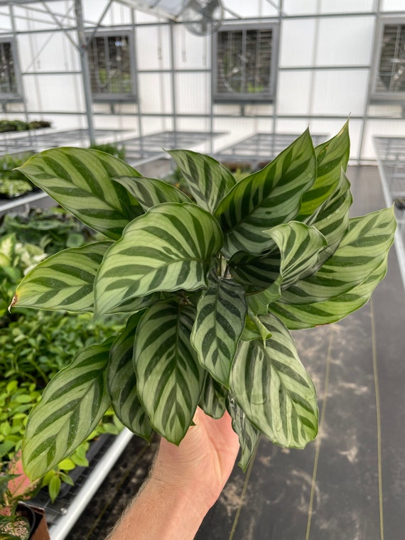 musa cavendish variegata Musa "Aurea" Variegated (Extremely Rare)  Petiole and Bloom