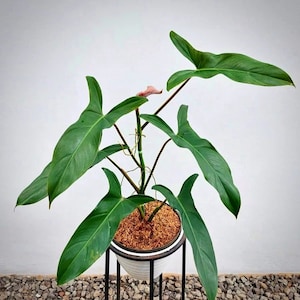 philodendron mexicanum “red back form” Starter Plant (ALL STARTER PLANTS require you to purchase 2 plants!)