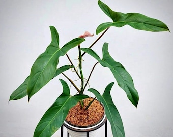 philodendron mexicanum “red back form” Starter Plant (ALL STARTER PLANTS require you to purchase 2 plants!)