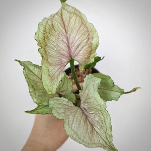 Syngonium red yami Starter Plant (ALL STARTER PLANTS require you to purchase 2 plants!)