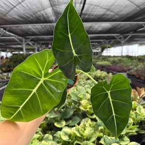 May include: An Alocasia plant featuring three large, heart-shaped, dark green leaves with prominent, light-colored veins. The leaves have a smooth, slightly glossy texture and are arranged on slender stems extending from a small brown pot.