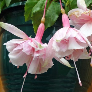 Fuchsia pink marshmallow Starter Plant (ALL STARTER PLANTS require you to purchase 2 plants!)