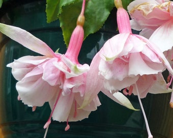 Fuchsia pink marshmallow Starter Plant (ALL STARTER PLANTS require you to purchase 2 plants!)