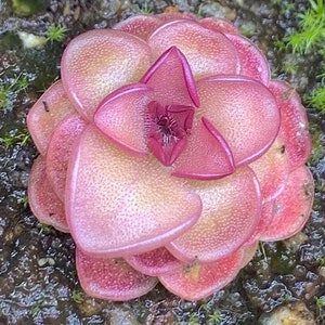 Pinguicula hanka Starter Plant (ALL STARTER PLANTS require you to purchase 2 plants!)