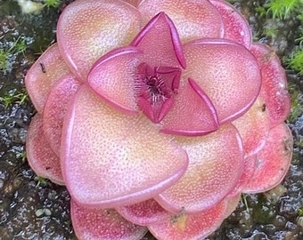 Pinguicula hanka Starter Plant (ALL STARTER PLANTS require you to purchase 2 plants!)