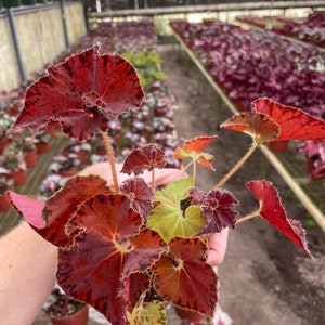 Begonia Peter piper 4 pot ALL PLANTS require you to purchase 2 plants image 5