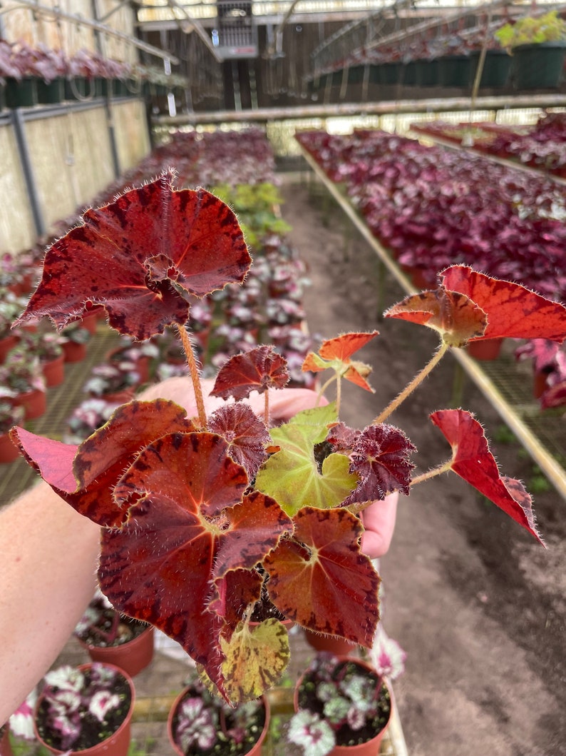 Begonia Peter piper 4 pot ALL PLANTS require you to purchase 2 plants image 5