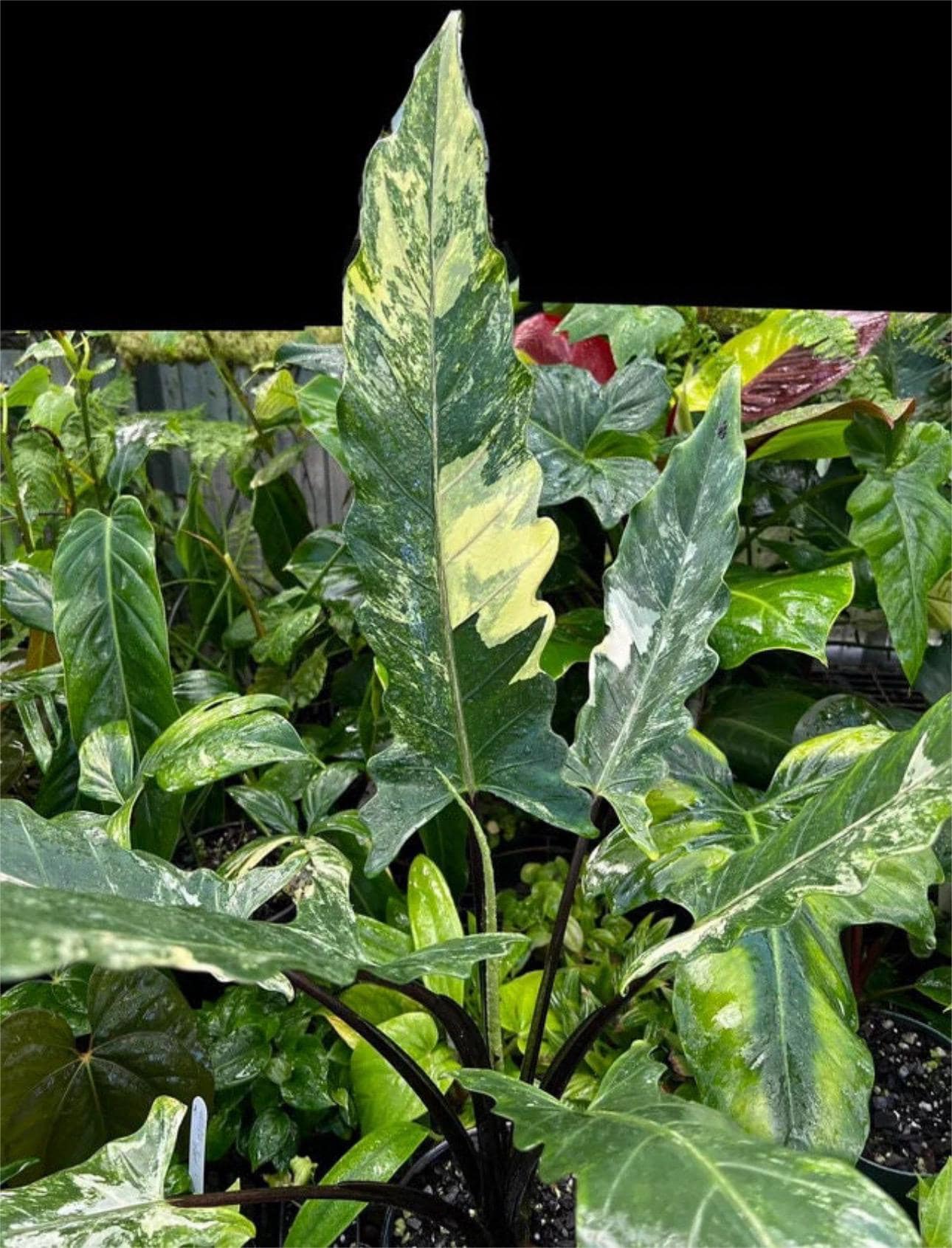 Variegated Alocasia Lauterbachiana Tissue Culture (ALL PLANTS