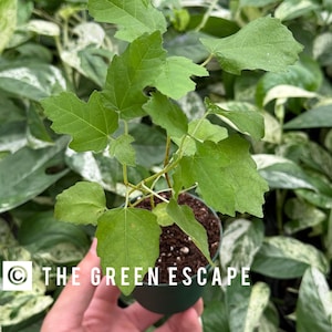 May include: A small potted plant with bright green leaves. The leaves have a distinctive shape with multiple lobes. The pot is dark green, and the text "THE GREEN ESCAPE" is visible. The background features other green plants.