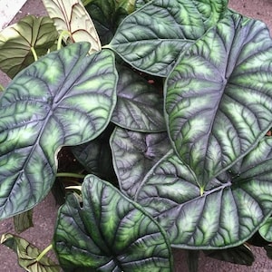 Alocasia Baginda dragon scale Starter Plant (ALL STARTER PLANTS require you to purchase 2 plants!)