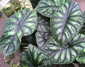 Alocasia Baginda dragon scale Starter Plant (ALL STARTER PLANTS require you to purchase 2 plants!)