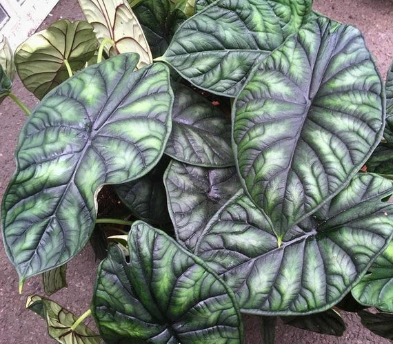 Alocasia Baginda Dragon Scale Starter Plant (ALL STARTER PLANTS