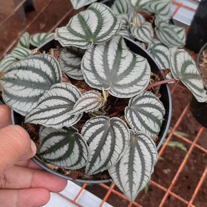 Peperomia turboensis starter plant (ALL PLANTS require you to purchase 2 plants!)