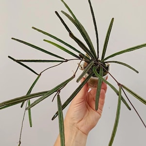 Hoya insularis Starter Plant (ALL STARTER PLANTS require you to purchase 2 plants!)