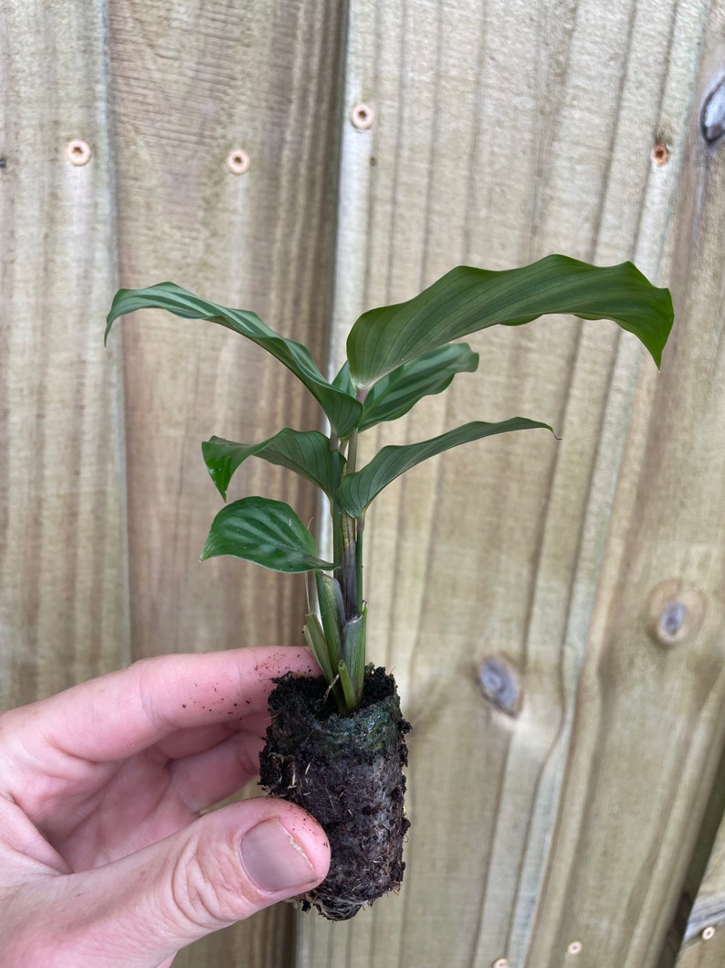 TheGreenEscape Calathea Freddie Plant - Thumbnail 2