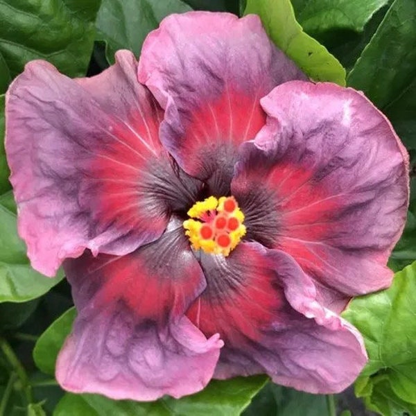 Kade archer hibiscus Starter Plant (ALL STARTER PLANTS require you to purchase 2 plants!)