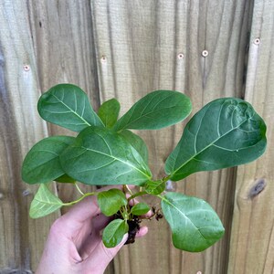 May include: A small green plant with large, oval leaves. The plant is being held in a hand, and the roots are visible.