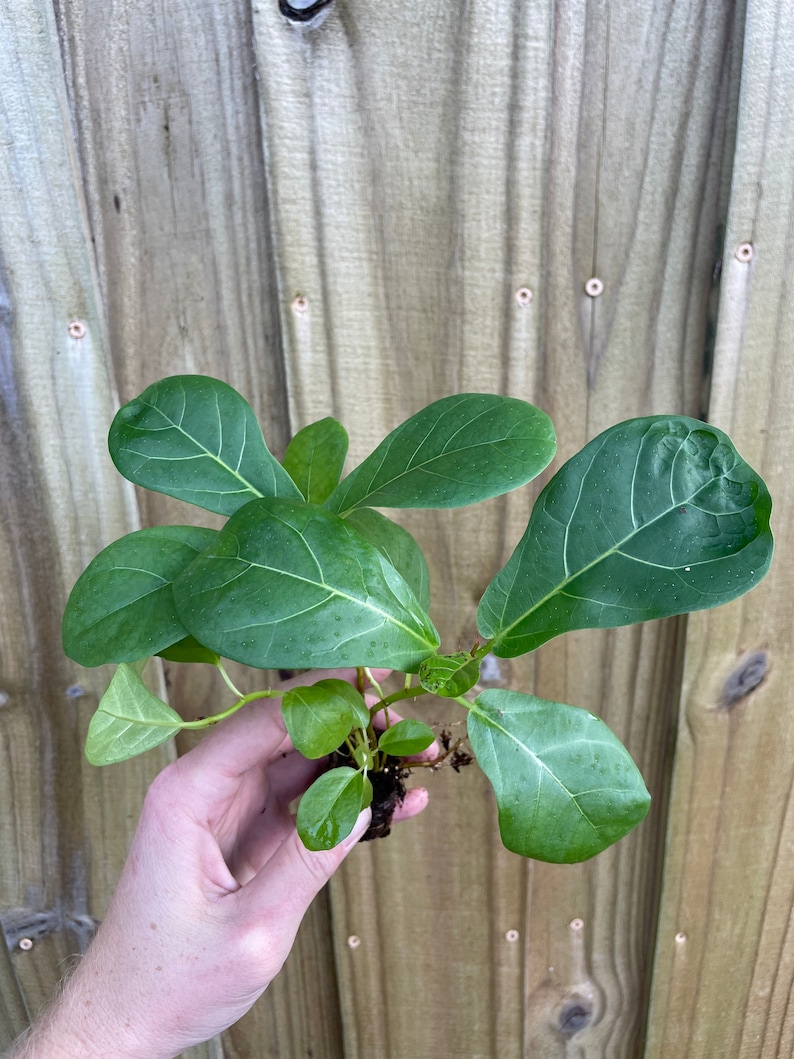 May include: A small green plant with large, oval leaves. The plant is being held in a hand, and the roots are visible.