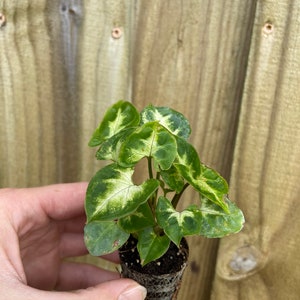 May include: A small green and white variegated plant in a brown biodegradable pot. The plant has large, heart-shaped leaves with white variegation.
