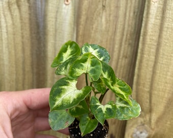 Syngonium “Mini Pixie” Starter Plant (ALL STARTER PLANTS require you to purchase 2 plants!)