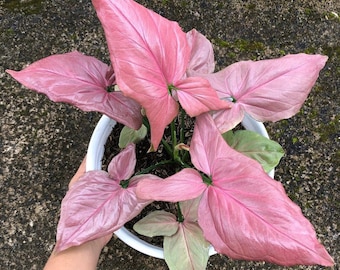 Syngonium Pink perfection Starter Plant (ALL STARTER PLANTS require you to purchase 2 plants!)