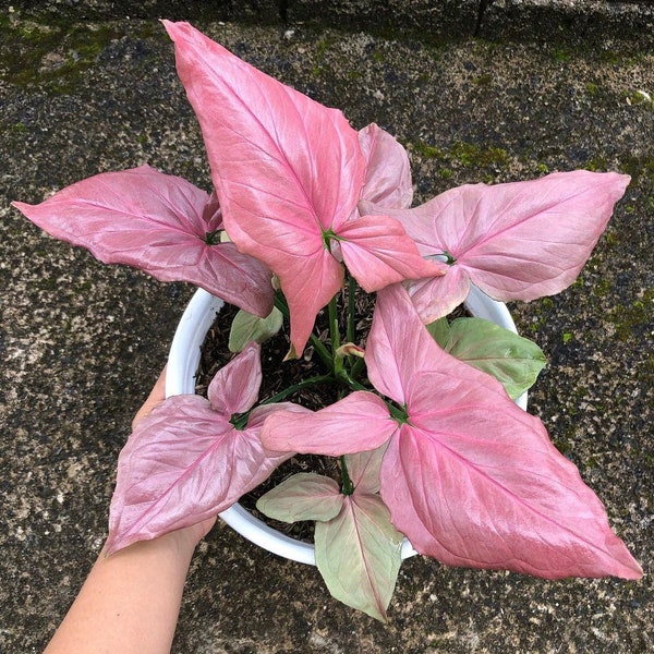 Syngonium Pink perfection Starter Plant (ALL STARTER PLANTS require you to purchase 2 plants!)