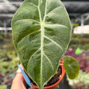 May include: Close-up of a large, dark green Alocasia leaf with prominent white veins and water droplets. The leaf is held in a small, brown pot, showcasing the plant's unique texture and pattern. The plant is a houseplant.